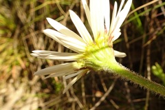 Brachyscome diversifolia