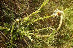 Brachyscome diversifolia