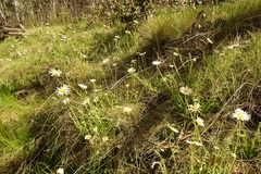 Brachyscome diversifolia