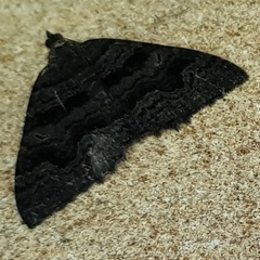 Xanthorhoe anthracinata