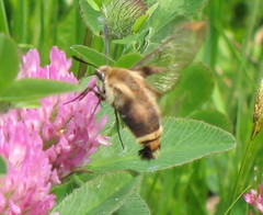 Hemaris