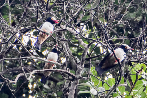 Red-billed Helmetshrike (Prionops caniceps), photo 5
