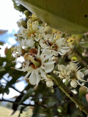 Prunus buxifolia