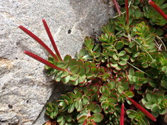 Epilobium rubro-marginatum