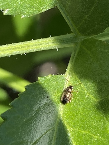 iNaturalist observation photo of Leaf Beetles
