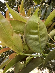 Prunus buxifolia