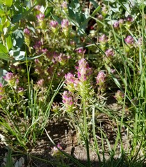 Orthocarpus cuspidatus cryptanthus