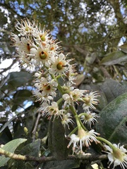 Prunus buxifolia