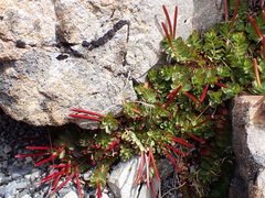 Epilobium rubro-marginatum