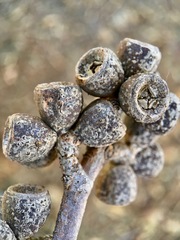 Eucalyptus cyanophylla