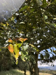 Prunus buxifolia