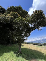 Prunus buxifolia