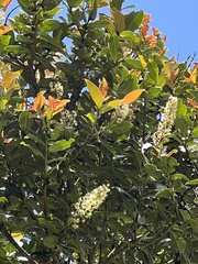 Prunus buxifolia