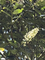 Prunus buxifolia