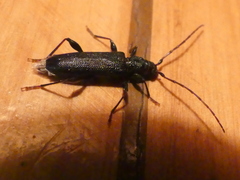 Callidiopis scutellaris