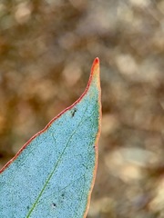 Eucalyptus cyanophylla