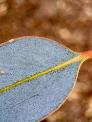 Eucalyptus cyanophylla