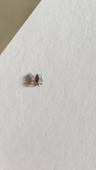 Araneae