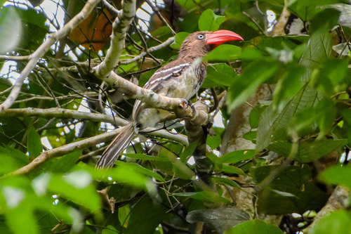 Red-billed Dwarf Hornbill (Lophoceros camurus)