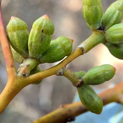 Eucalyptus cyanophylla