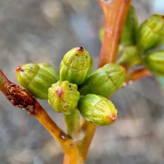 Eucalyptus cyanophylla