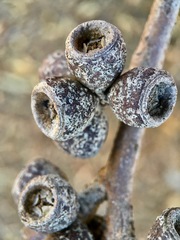 Eucalyptus cyanophylla