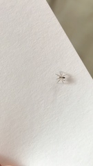 Araneae