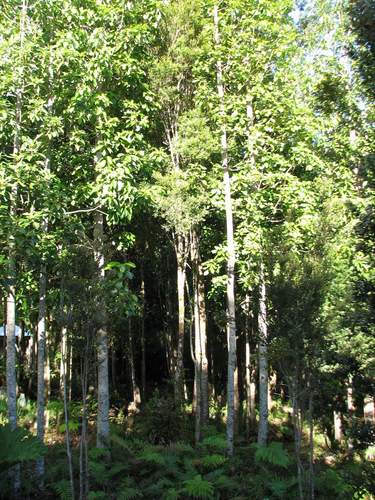 Winter's bark (Drimys winteri)
