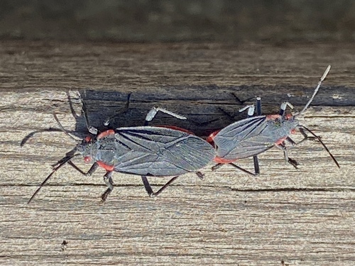 iNaturalist observation photo of Red-shouldered Bug