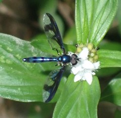 Ocyptamus cylindricus