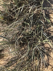 Spinifex sericeus