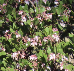 Arctostaphylos densiflora