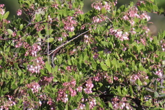 Arctostaphylos densiflora