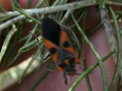 Spilostethus pacificus