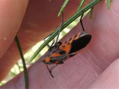 Spilostethus pacificus