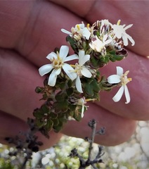 Olearia exiguifolia