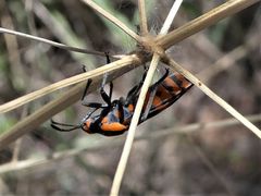 Spilostethus pacificus