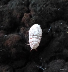 Coelostomidia