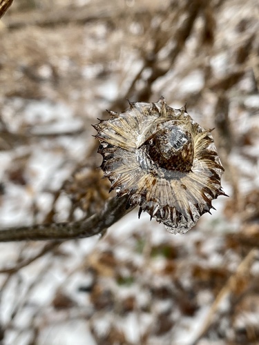 Echinacea purpurea