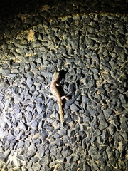 Lucasium steindachneri