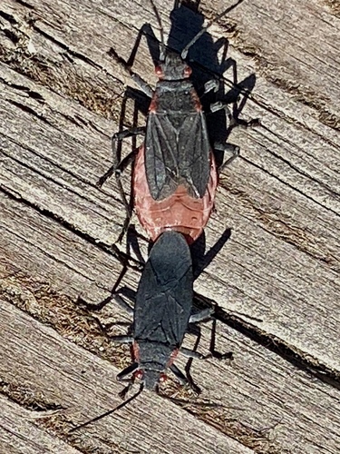 iNaturalist observation photo of Red-shouldered Bug
