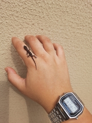 Hemidactylus mabouia