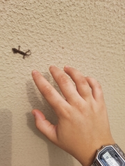 Hemidactylus mabouia