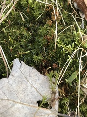 Polytrichastrum ohioense