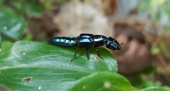 Eulissus