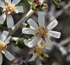 Olearia exiguifolia