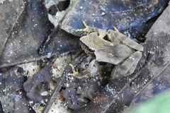 Phrynobatrachus plicatus