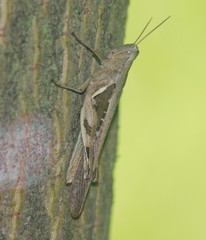 Stenocatantops cornelii