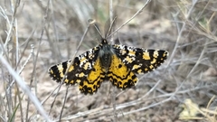 Eurranthis plummistaria