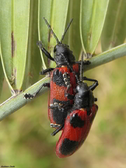 Coraliomela quadrimaculata